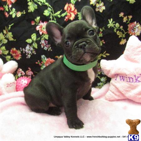 umpquavalleykennels Picture 1